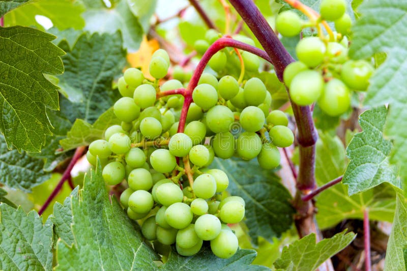 Vert de raisin photo stock. Image du rouge, collecte 10364666
