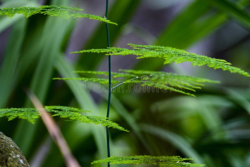 Vert et feuilles de plat de buisson dans le jardin photographie stock libre de droits Vert et feuilles de plat de buisson dans le jardin photographie stock libre de droits