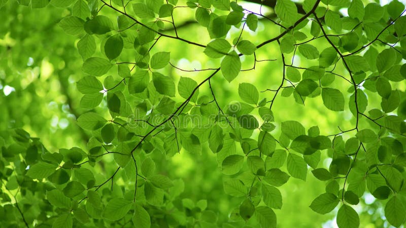 Vert printemps feuilles fond. feuilles de hêtre