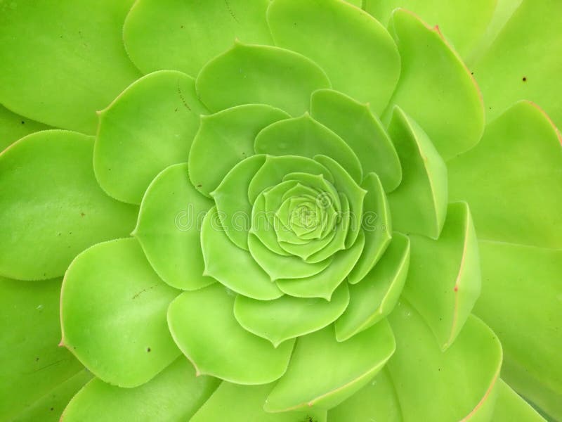 Vert succulent photographie stock libre de droits Vert succulent photographie stock libre de droits
