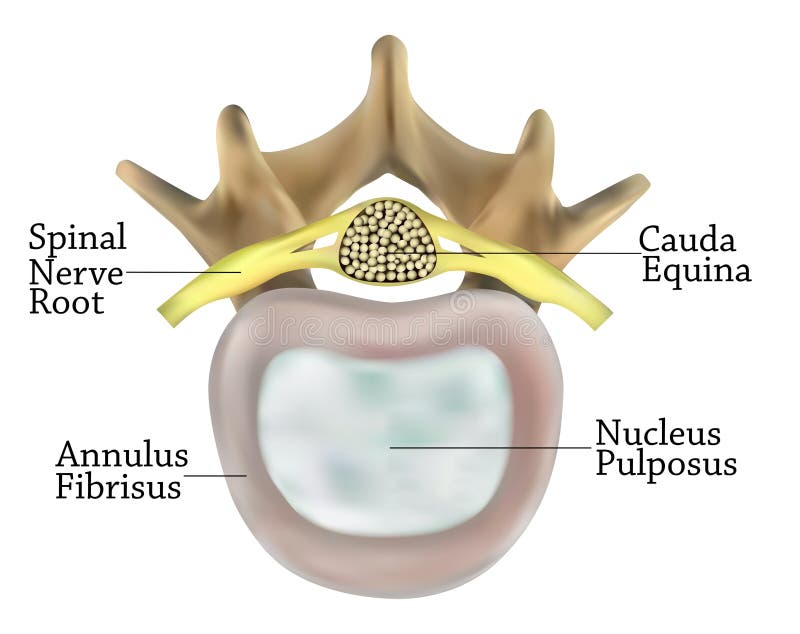Vertebrae anatomy royalty free illustration