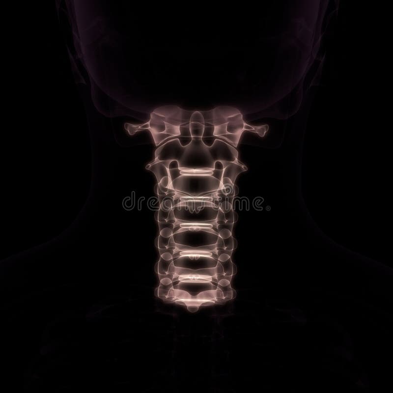 Vertebral Column Cervical Vertebrae of Human Skeleton Anatomy X-ray 3D ...