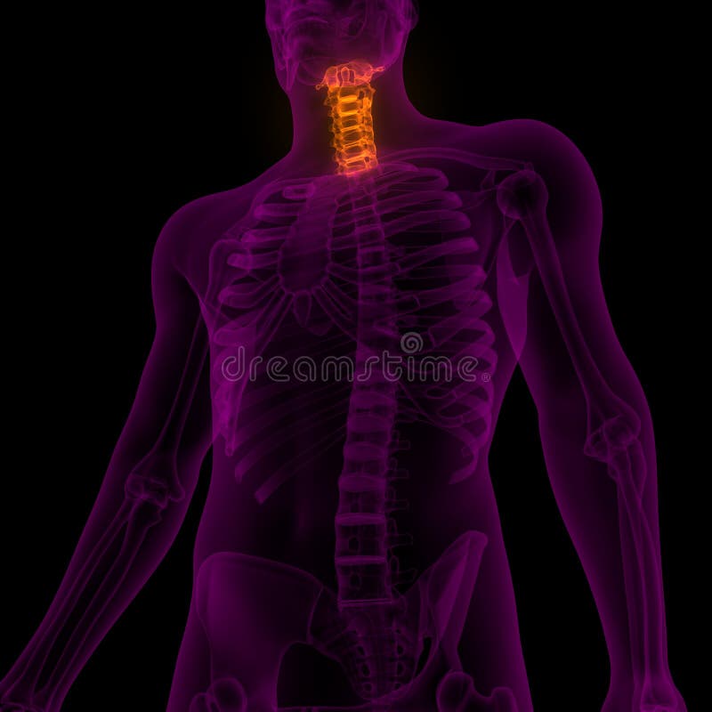 Vertebral Column Cervical Vertebrae of Human Skeleton System Anatomy X