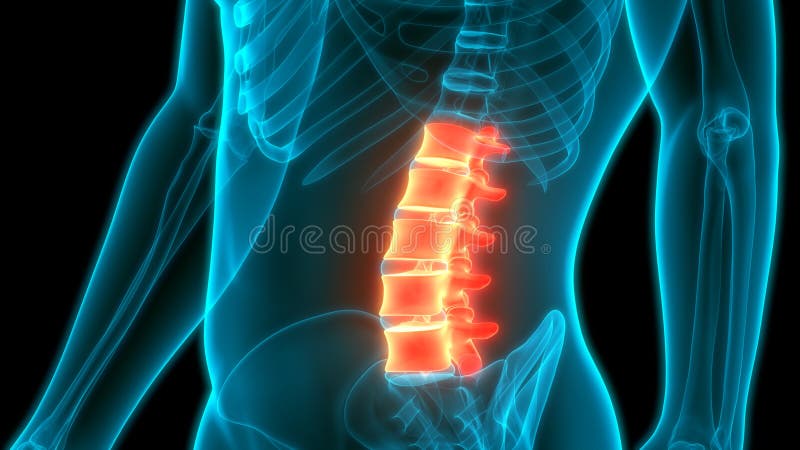 Vertebral Column Lumbar Vertebrae of Human Skeleton System Anatomy Stock Illustration - Illustration of cervical, back: 180263671 Vertebral Column Lumbar Vertebrae of Human Skeleton System Anatomy Stock Illustration - Illustration of cervical, back: 180263671