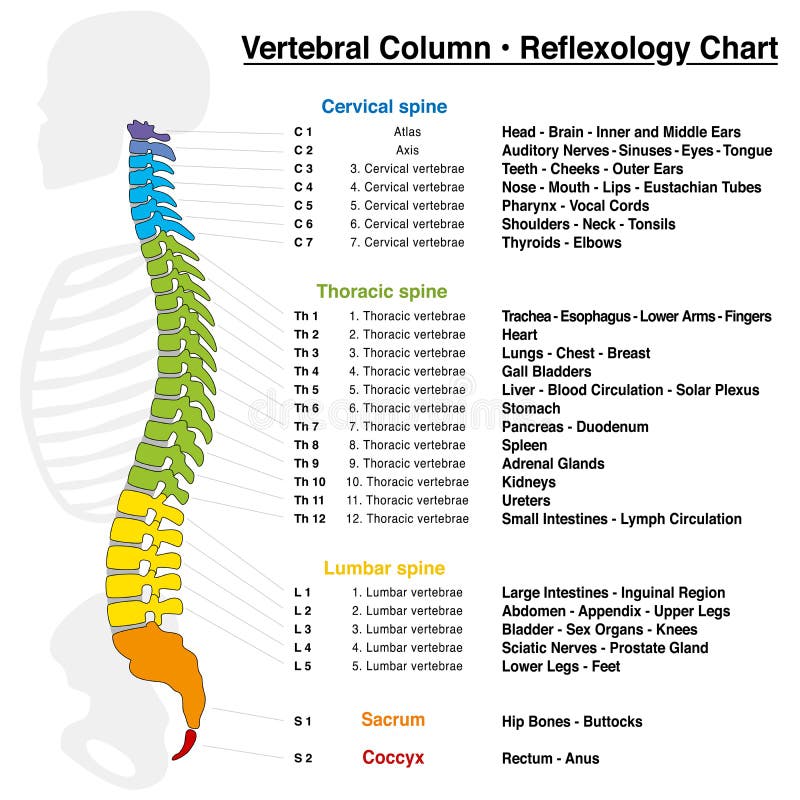 Vertebrae Number Chart