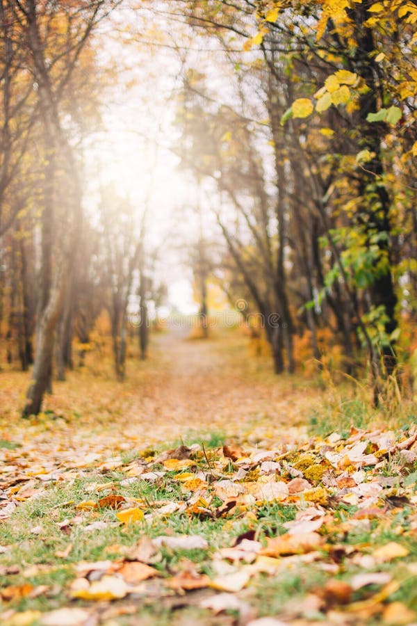 Vertical Background of Autumn Forest and Path with Fallen Leaves Stock