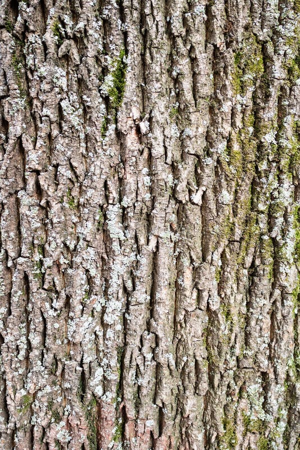 Vertical Background Bark Of Old Maple Tree Stock Image Image Of Acer Brown