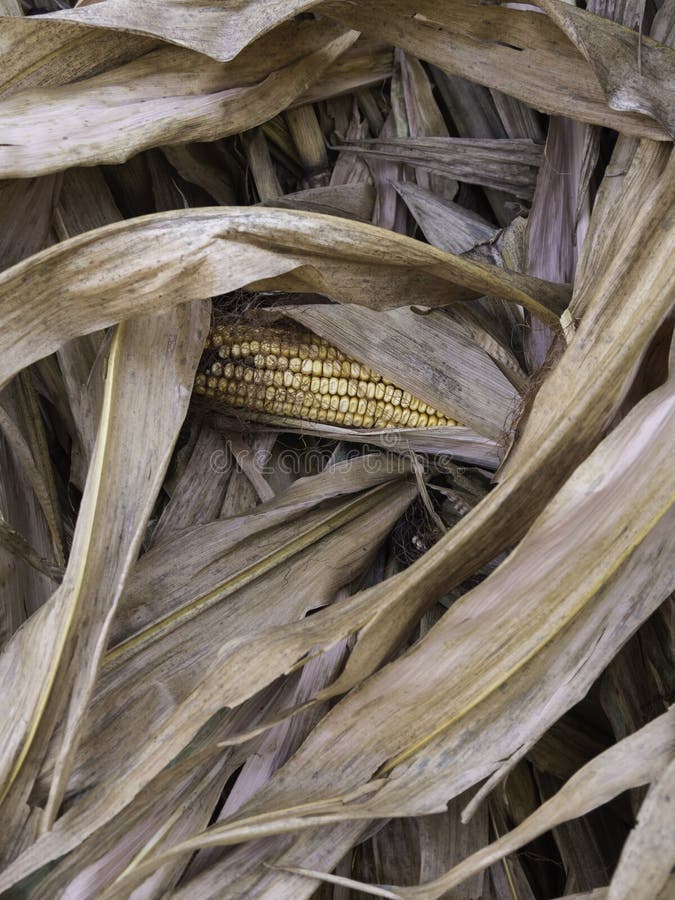 Dry corn stalks with a cob