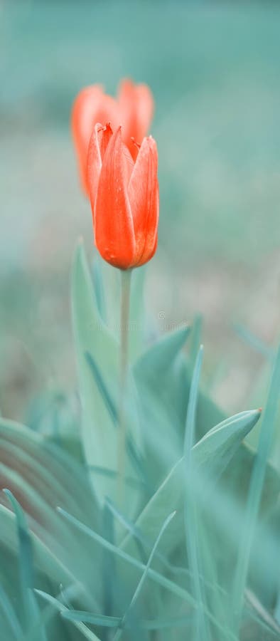 Vertical border of red-coral tulip on a beautiful background. Delicate spring flower. Selective, soft focus stock photo