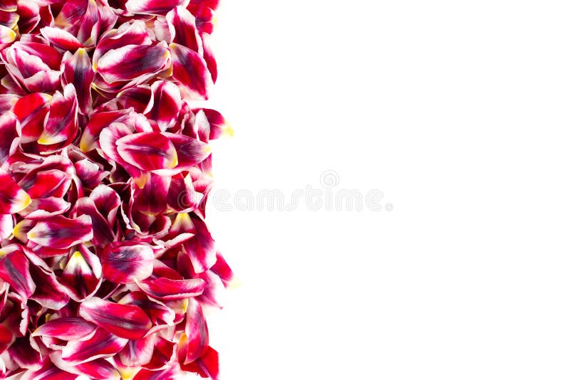 Vertical border with tulip petals on white background stock images