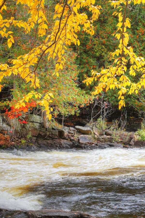 Bright Leaves and Rapids at Algonquin Provincial Park, Canada Stock