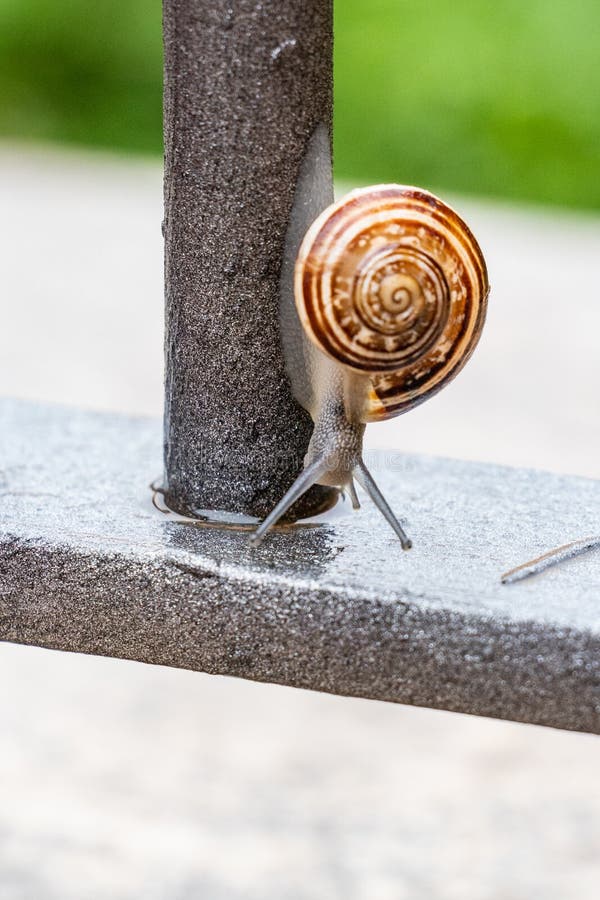 Vertical close up view of a cute garden snail, slowly coming out of its shell. Lovely, brown, fibonacci, spiral, helix pattern. stock image Vertical close up view of a cute garden snail, slowly coming out of its shell. Lovely, brown, fibonacci, spiral, helix pattern. stock image