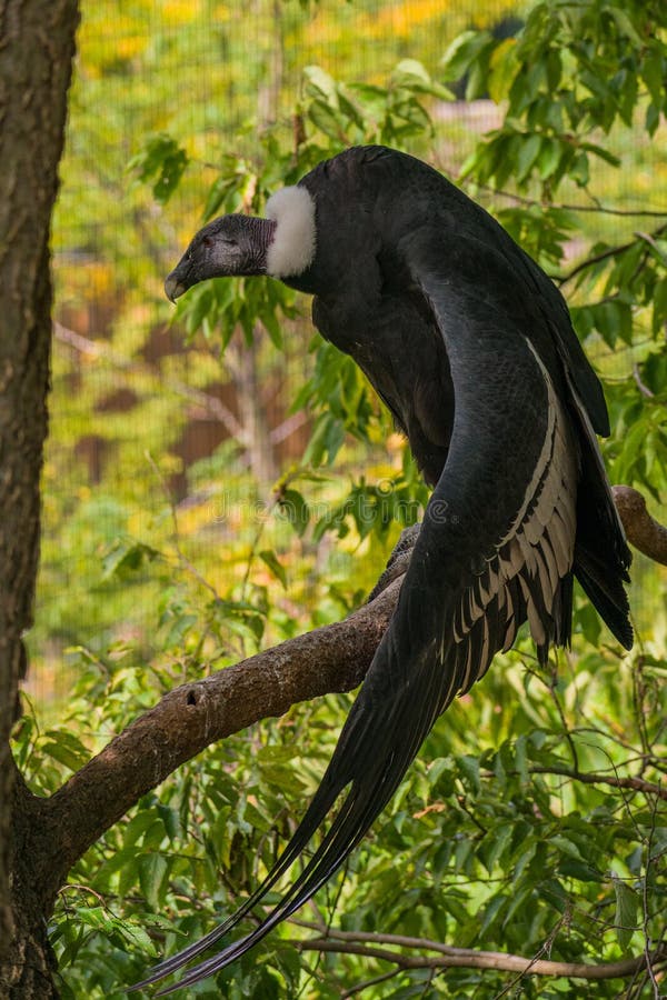 Vertical Closeup of the Andean Condor. Stock Image Image of andean