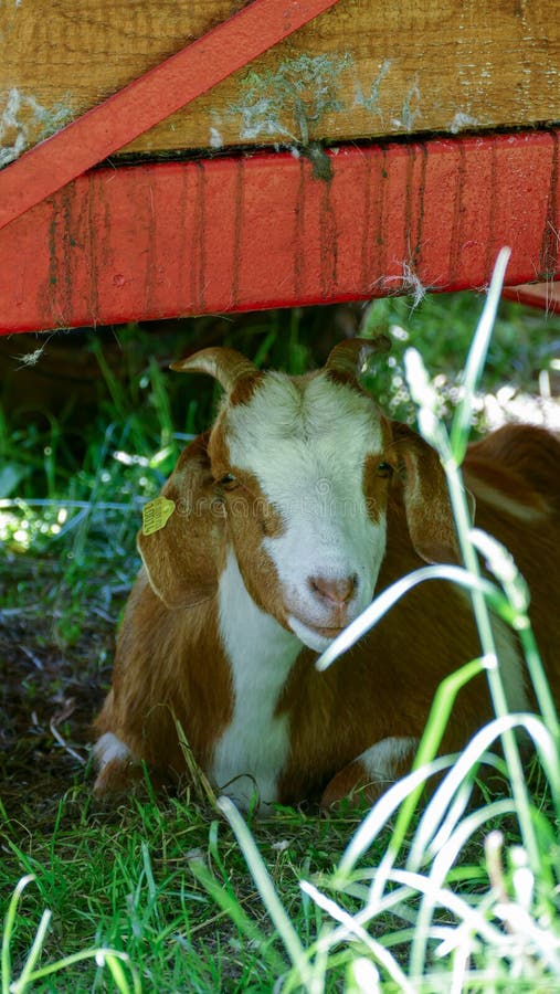 Vertical closeup of the bicolor goat lying on the grass. royalty free stock photos