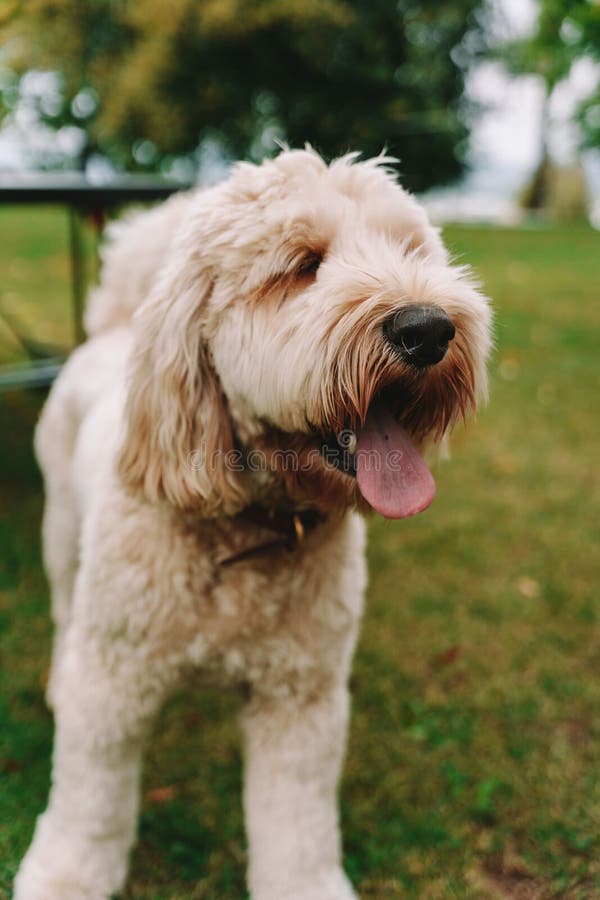 Vertical Closeup of a Cute Labradoodle Outdoors Stock Image Image of outdoors, friendly 259848201
