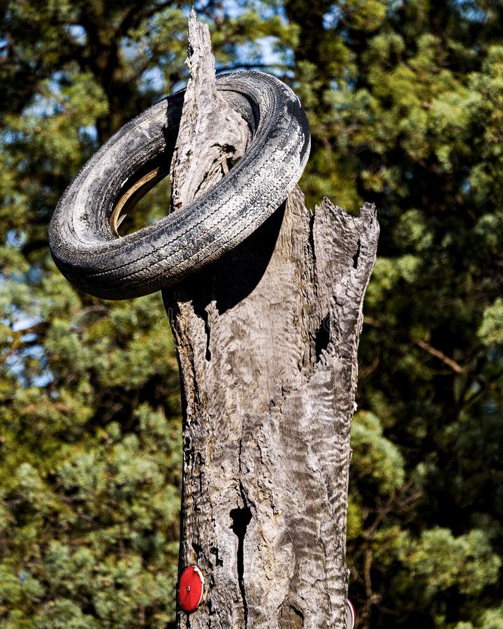 Vertical Closeup of an Old Tire Hanging from a Tree Stock Image Image