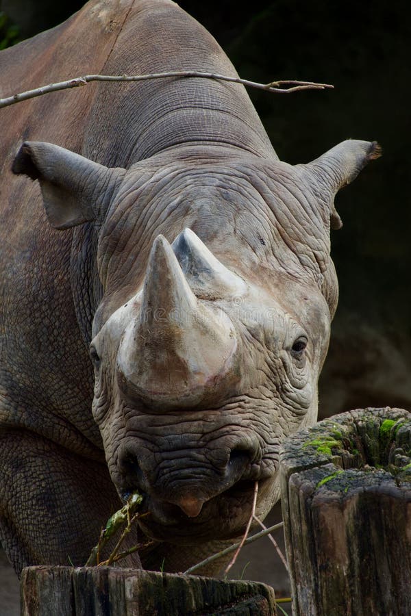 Rhino Zoo Vertical Stock Photos - Free & Royalty-Free Stock Photos from  Dreamstime