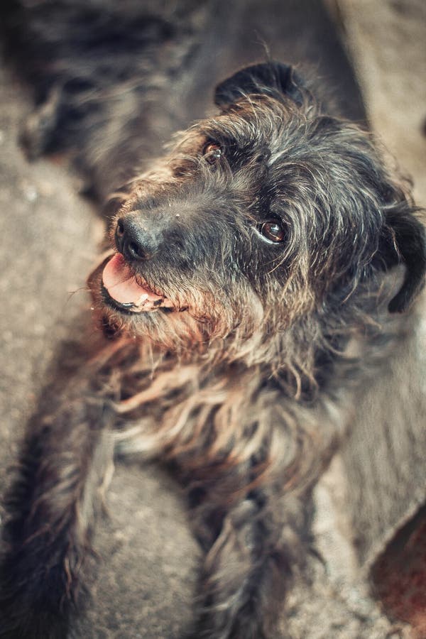 Vertical closeup shot of a beautiful labradoodle dog with kind eyes royalty free stock photo Vertical closeup shot of a beautiful labradoodle dog with kind eyes royalty free stock photo