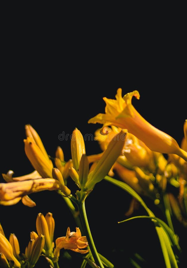 Vertical closeup shot of the buds of yellow lilies on a black background stock photo