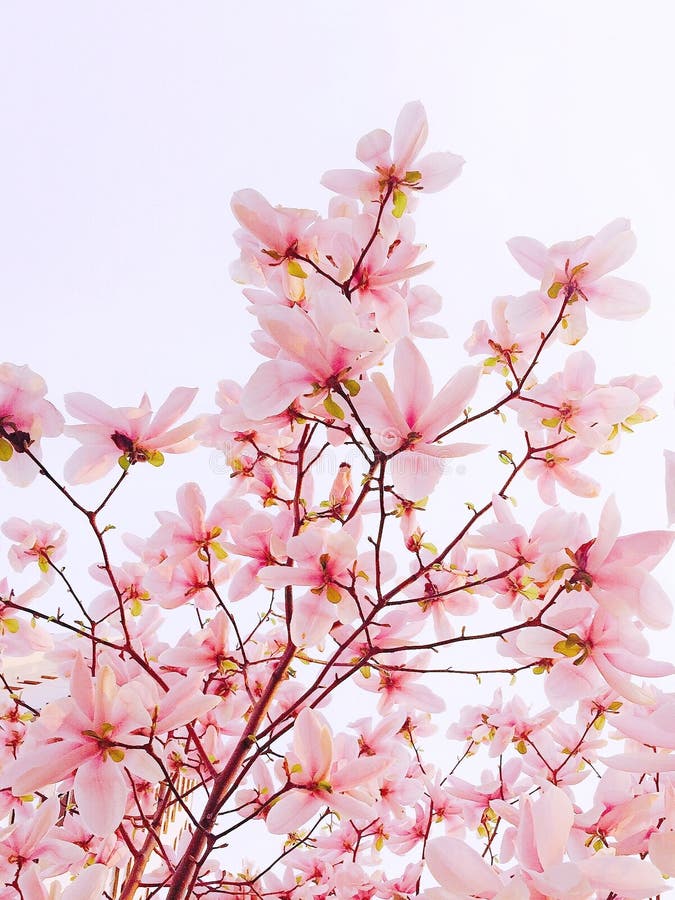 Vertical Closeup Shot of Cherry Blossoms on a White Background Stock ...
