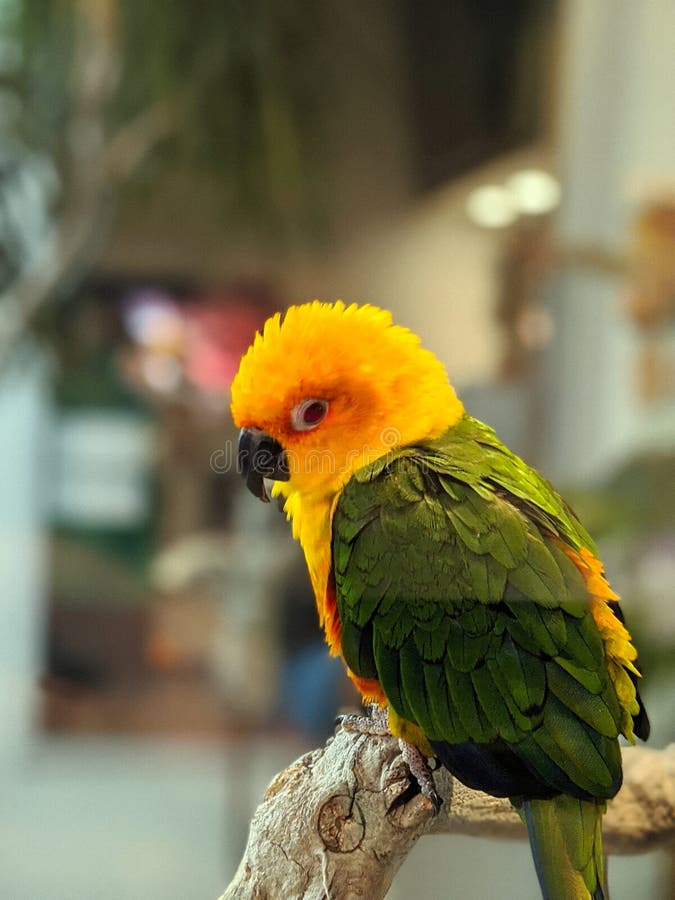Vertical closeup shot of a cute yellow and green parrot perched on a piece of wood stock images