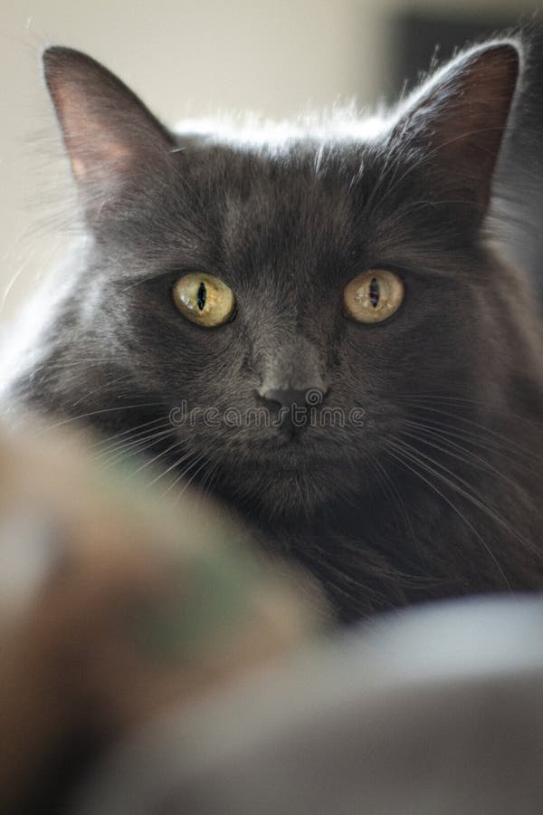Vertical Closeup Shot of the Head of a Black Cat with Yellow Eyes Stock