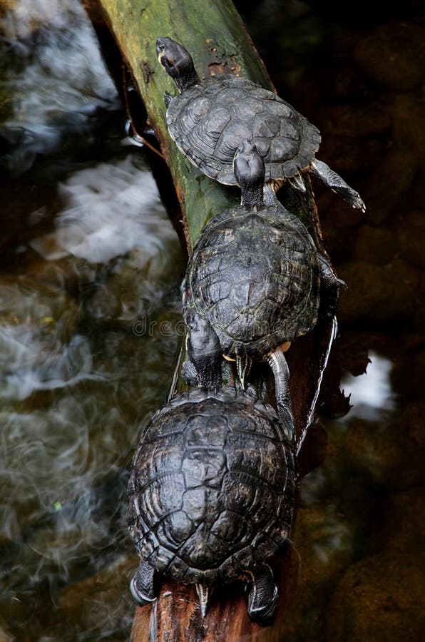 Vertical closeup shot of three red-eared turtles crawling on a branch. A vertical closeup shot of three red-eared turtles crawling on a branch royalty free stock photography Vertical closeup shot of three red-eared turtles crawling on a branch. A vertical closeup shot of three red-eared turtles crawling on a branch royalty free stock photography