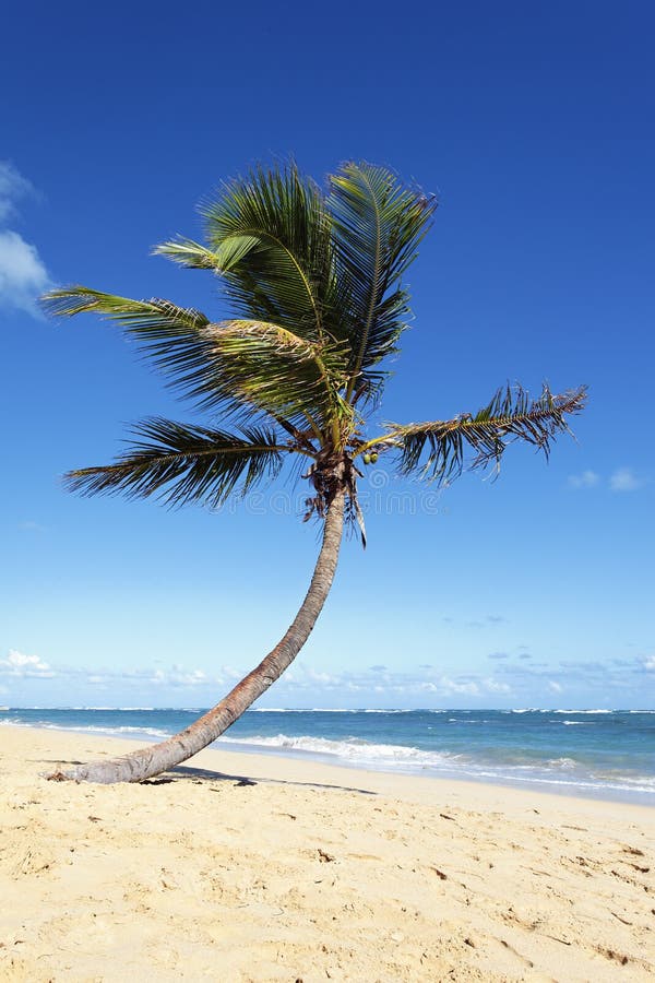 Vertical coconut tree
