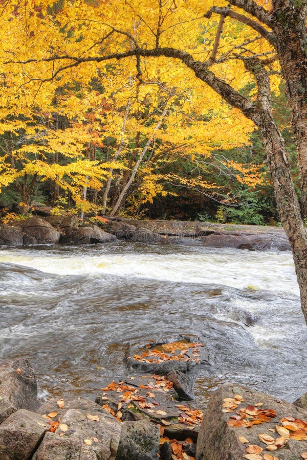 Vertical of Colorful Leaves and Rapids at Algonquin Provincial Park