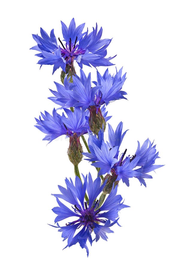 Vertical Cornflower Isolated on White Background Stock Image Image of
