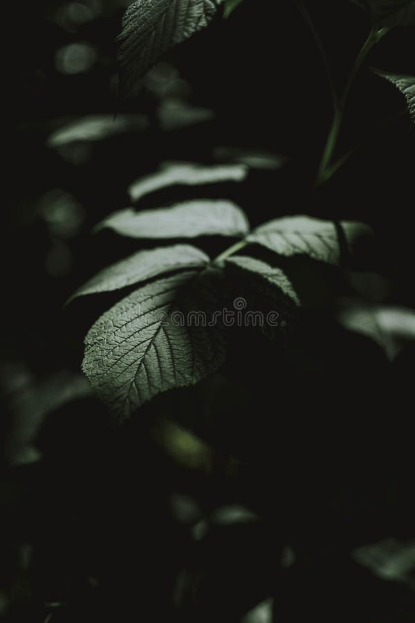 Vertical Dark Shot of Green Leaves Growing on a Branch-perfect for Mobile Wallpaper Stock Image - Image of ecology, design: 191112715 Vertical Dark Shot of Green Leaves Growing on a Branch-perfect for Mobile Wallpaper Stock Image - Image of ecology, design: 191112715