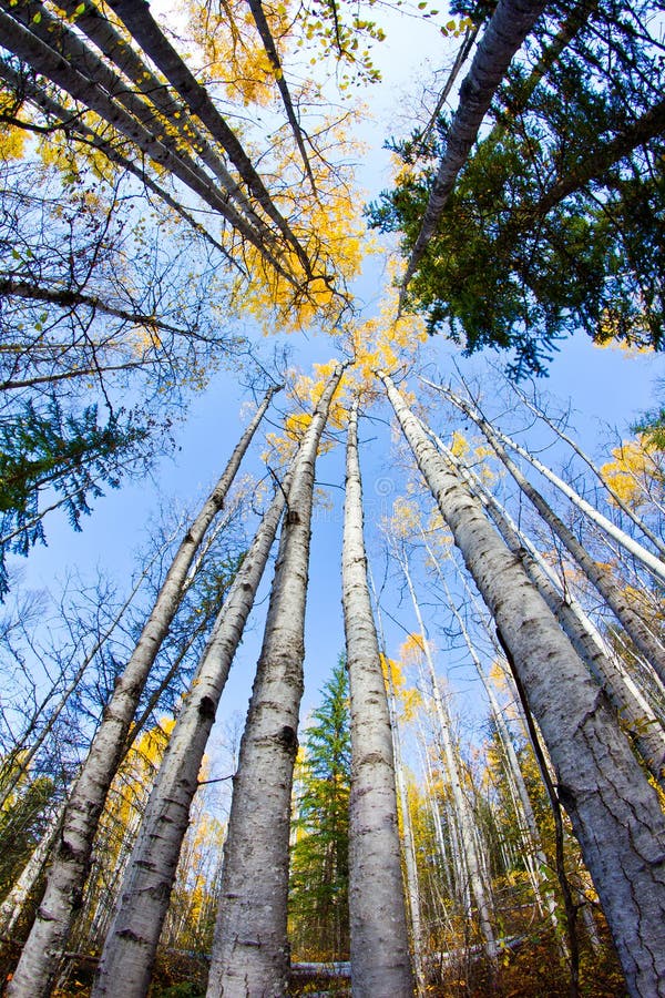 Vertical fall trees stock photo Vertical fall trees stock photo