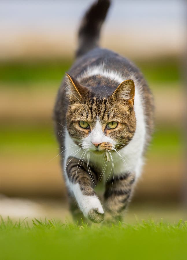 Пин от пользователя Judith Johnson на доске kittens cats/ Красивые кошки, Милые