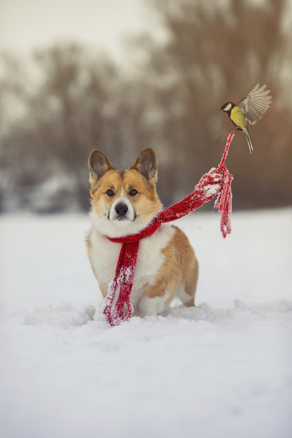 funny greeting card with birds chickadees tie a cute corgi dog`s red scarf in a winter park in the snow stock photo