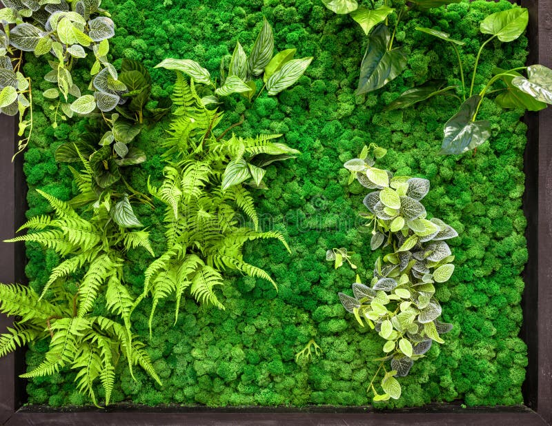 601 Moss Wall Indoor Stock Photos - Free & Royalty-Free Stock