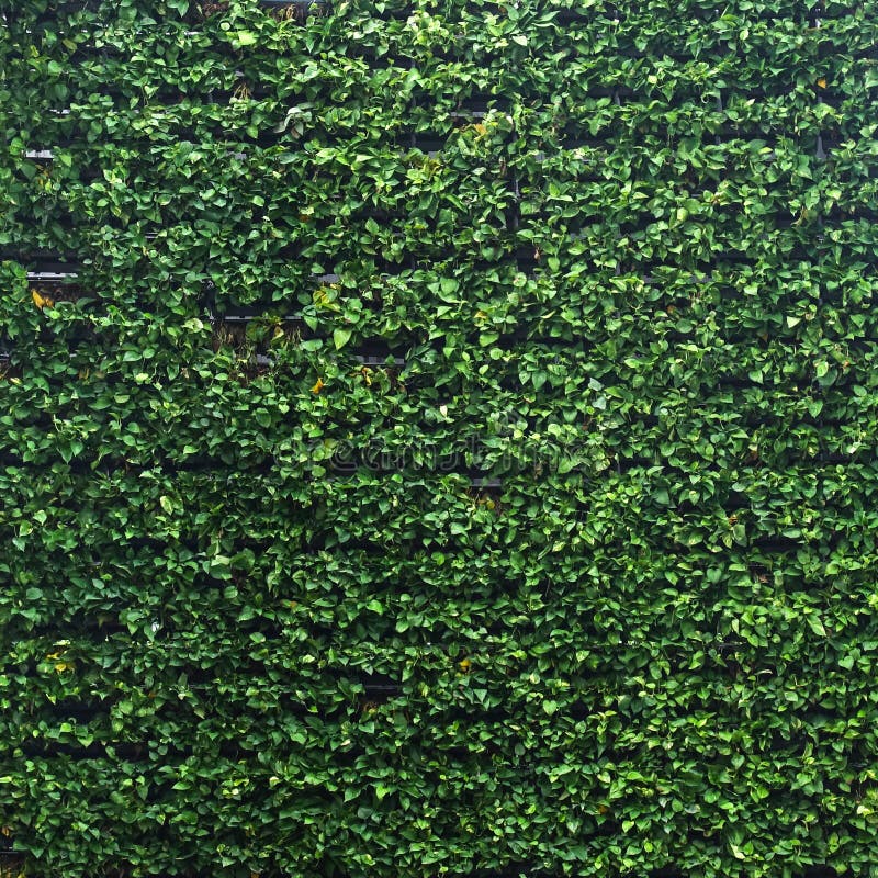 Vertical garden lush green wall pattern surface texture. Close-up of exterior natural material for design decoration background stock image Vertical garden lush green wall pattern surface texture. Close-up of exterior natural material for design decoration background stock image