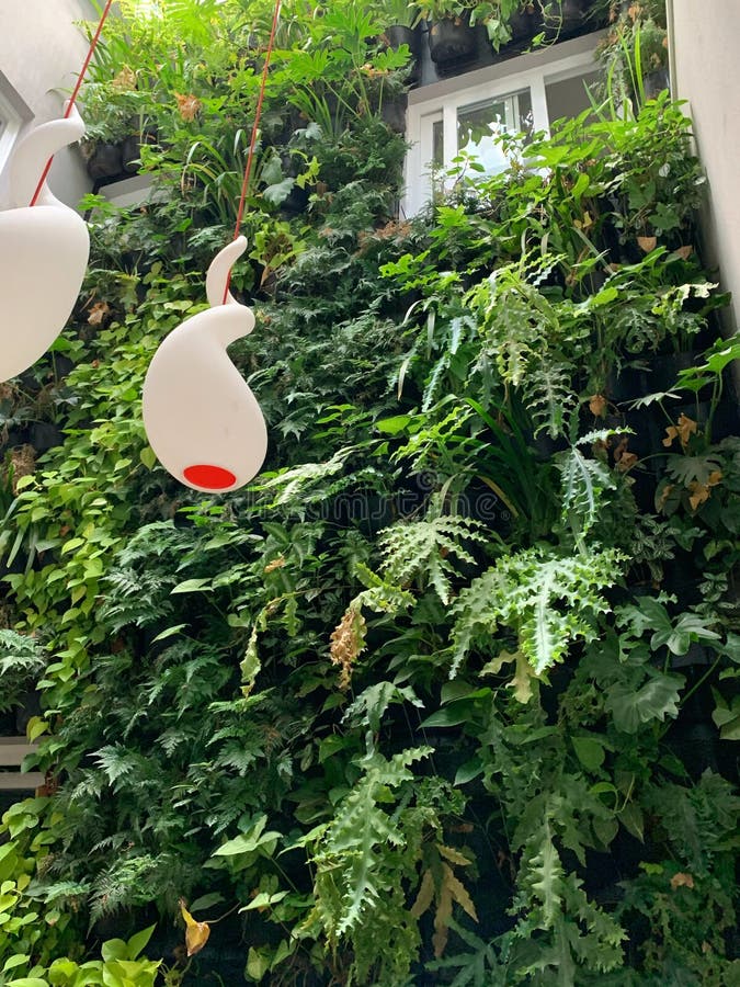 Vertical Garden on the Wall of the House with Many Green Plants Stock