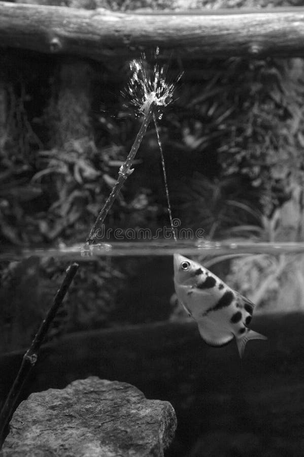 Vertical Grayscale Shot of an Archer Fish Shooting Water and Attacking