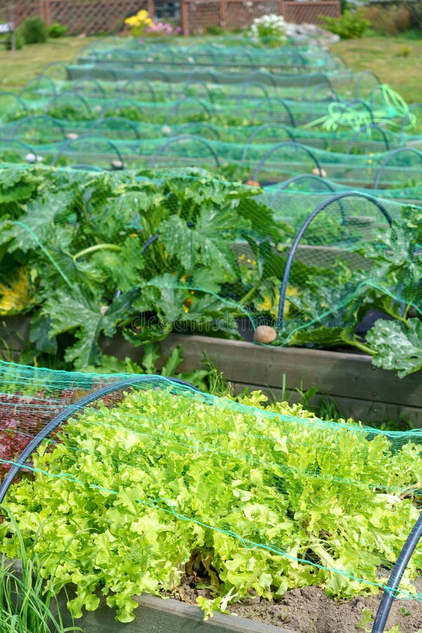 Vertical of Growing Lettuce Sprouts in a Greenhouse Stock Photo Image of grow, herb 262613598