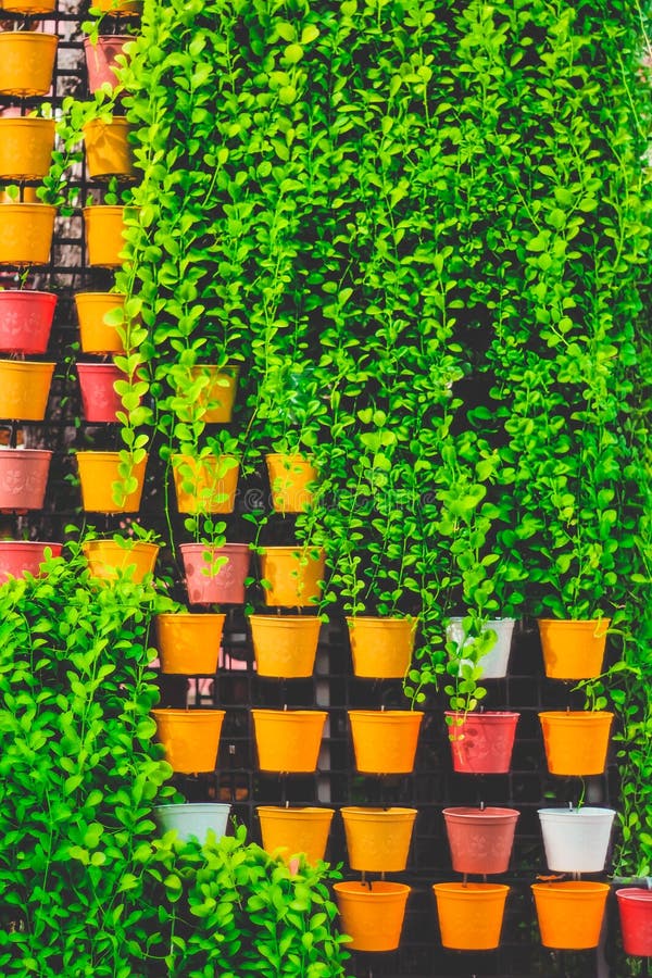 Vertical Herb Garden in Individual Plastic Pots Stock Photo Image of