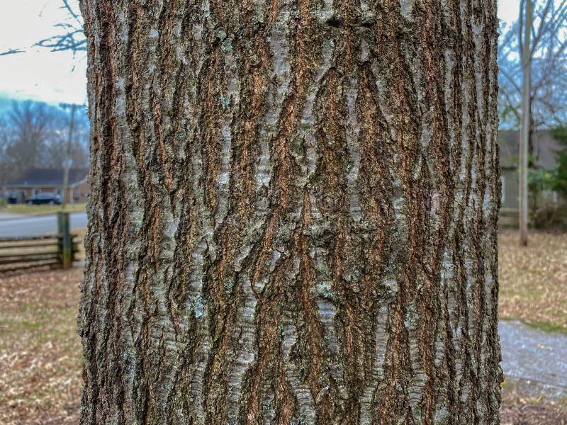 Tree Identification: Nuttall Oak Quercus texana stock image