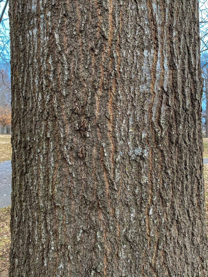 Tree Identification: Water Oak Quercus nigra