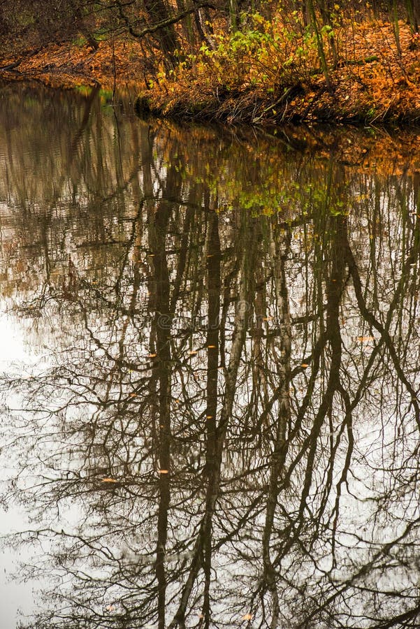 Autumn Trees Without Leaves Reflected In Water Stock Image Image Of