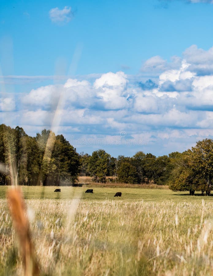 Vertical landscape cow pasture