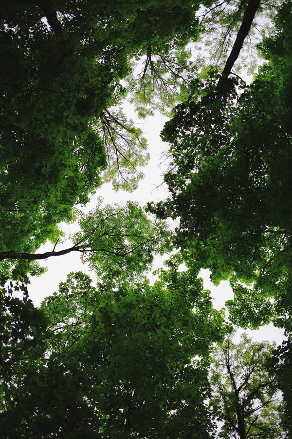 Vertical low-angle shot of green trees against the background of the sky. Crown shyness. stock image
