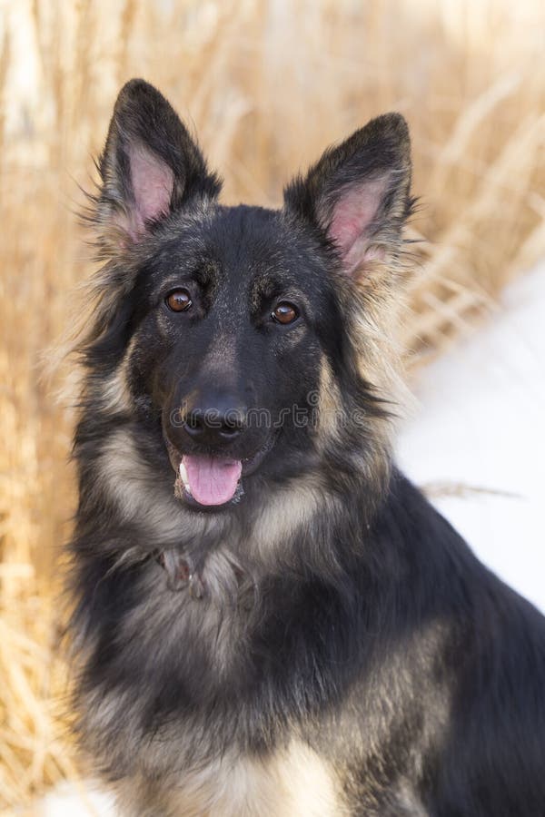 Vertical Medium Shot of Gorgeous Long-haired German Shepherd Stock Photo - Image of beautiful, expression: 134578122 Vertical Medium Shot of Gorgeous Long-haired German Shepherd Stock Photo - Image of beautiful, expression: 134578122