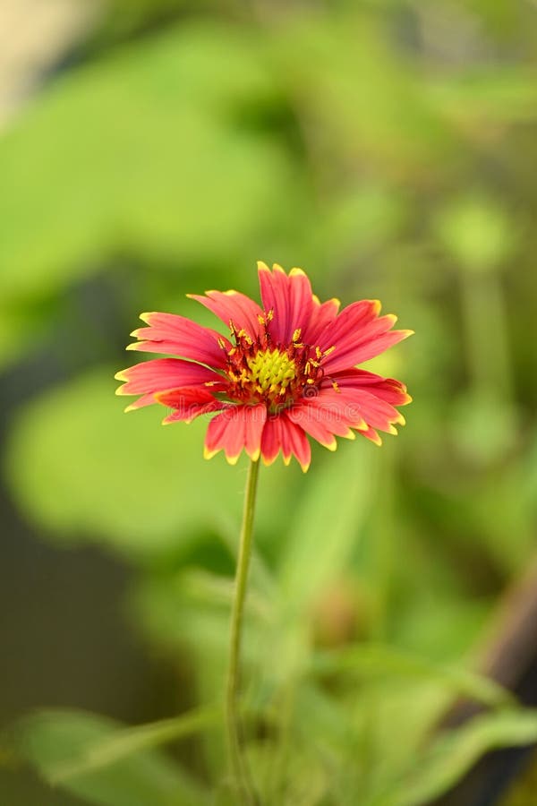 Vertical Of The Narrow-leaf Zinnia (Zinnia Angustifolia) Flower On The