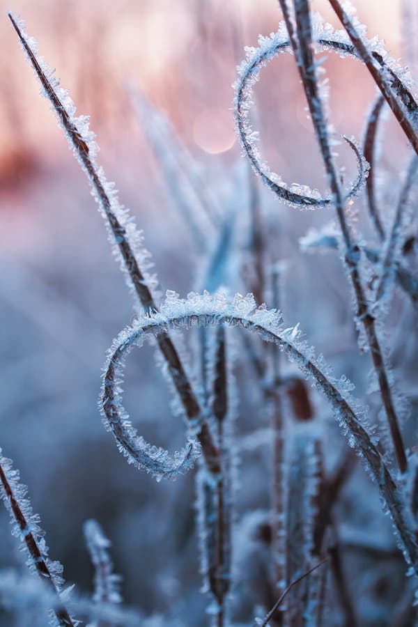 Vertical Natural Background with Grass Covered with Frost Crystals in ...