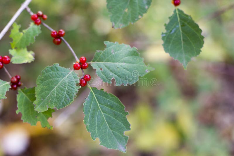 Horizontal photo of bush with green leaves and red berries royalty free stock image Horizontal photo of bush with green leaves and red berries royalty free stock image
