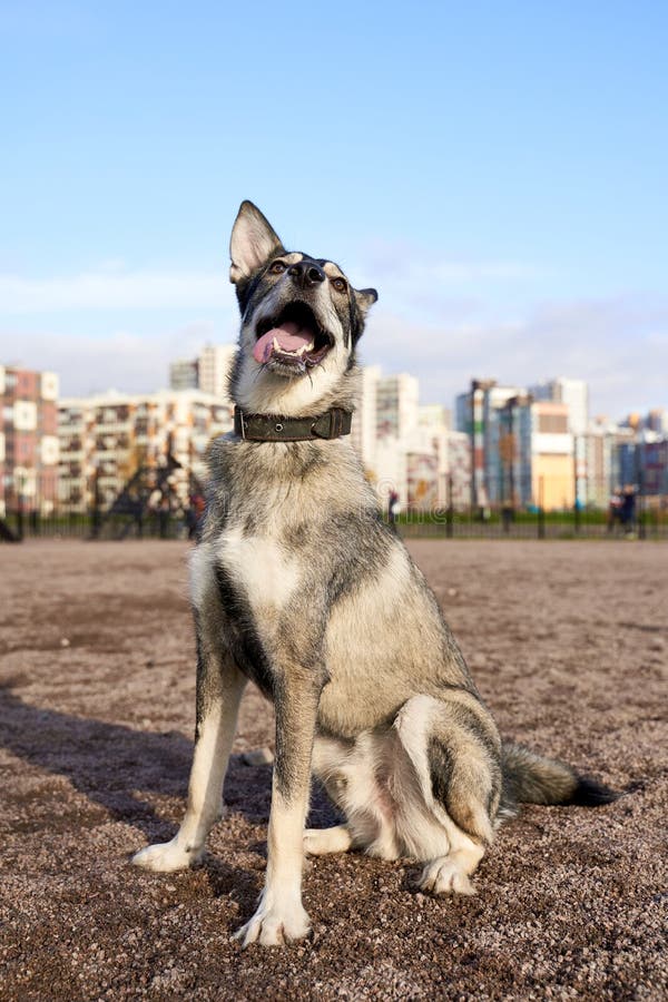 Vertical photo funny dogs look like husky royalty free stock image